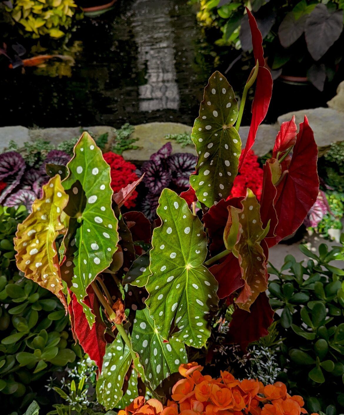 Begonia maculata (Angel Wing Begonia, dotted begonia)