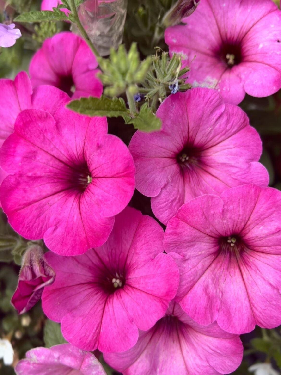 Petunias make me happy