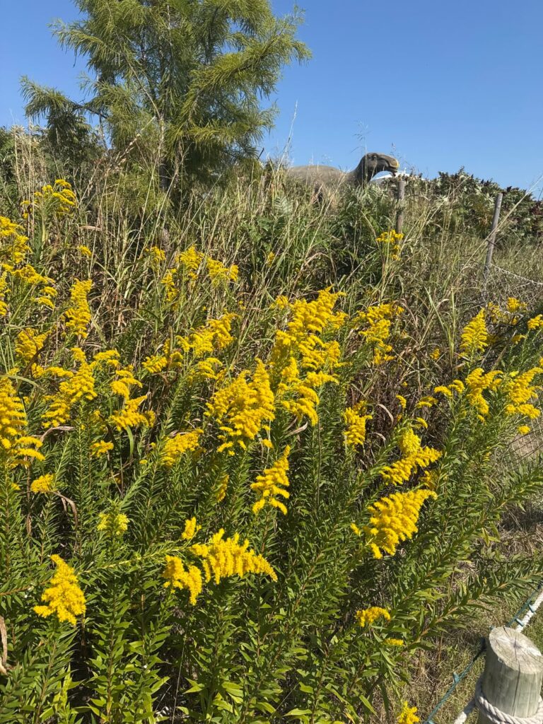 Thriving Goldenrod (and more!) at Our Dinosaur Park Thriving Goldenrod (and more!) at Our Dinosaur Park