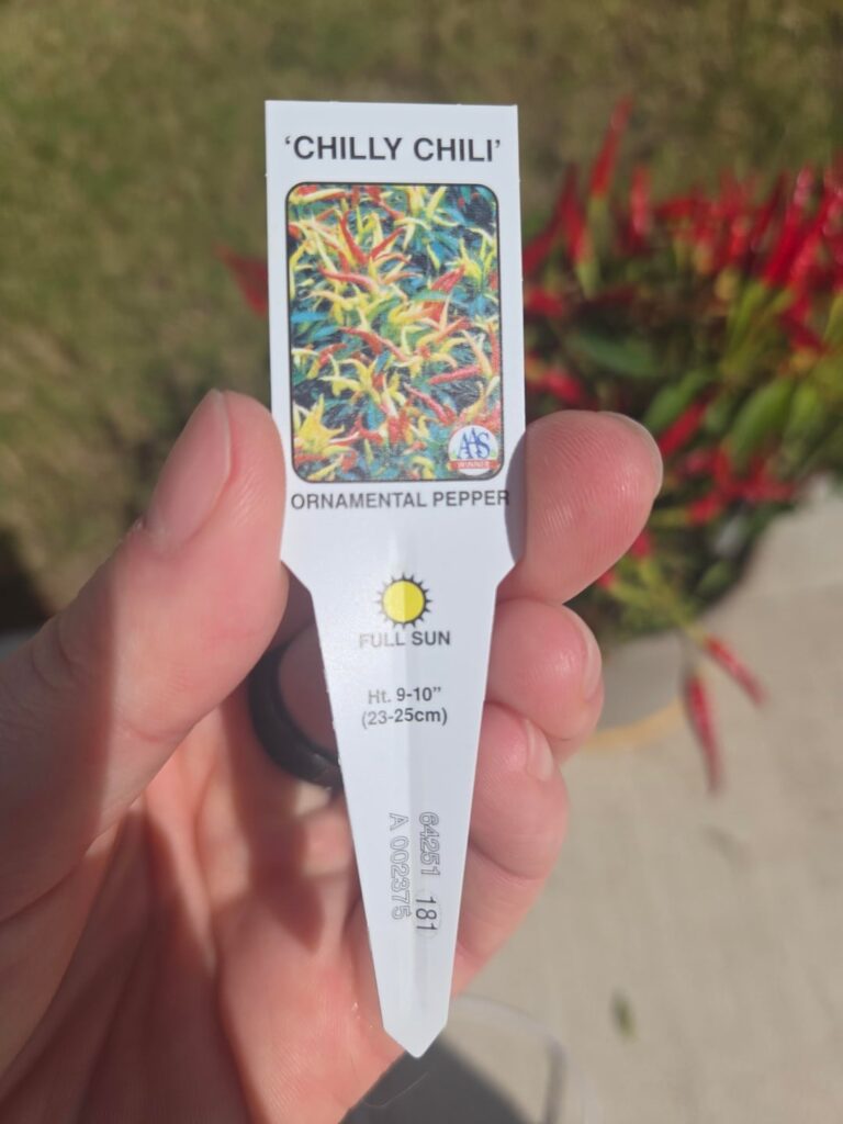 My Ornamental Pepper plant has been dying since I brought it home My Ornamental Pepper plant has been dying since I brought it home