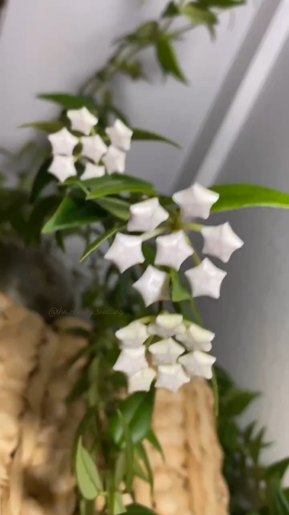 Hoya Bella flowers in bloom