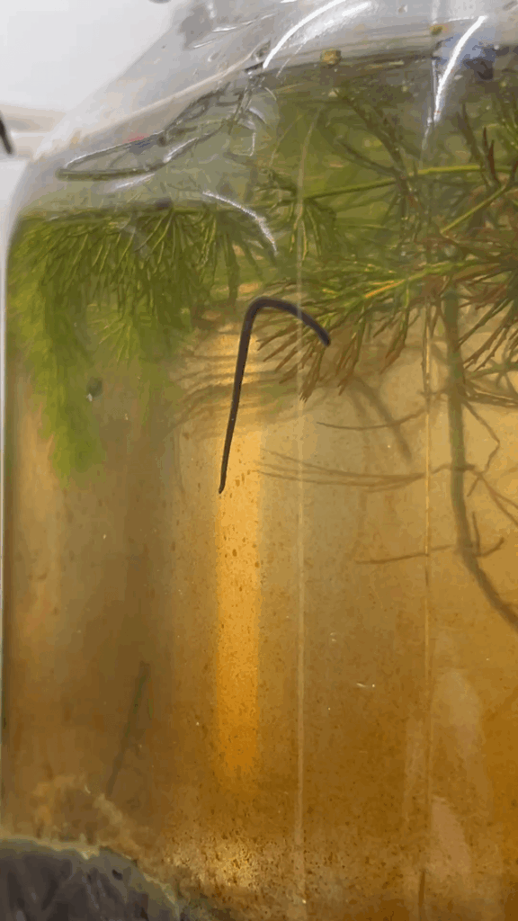 My leech friend before he tucked himself into bed