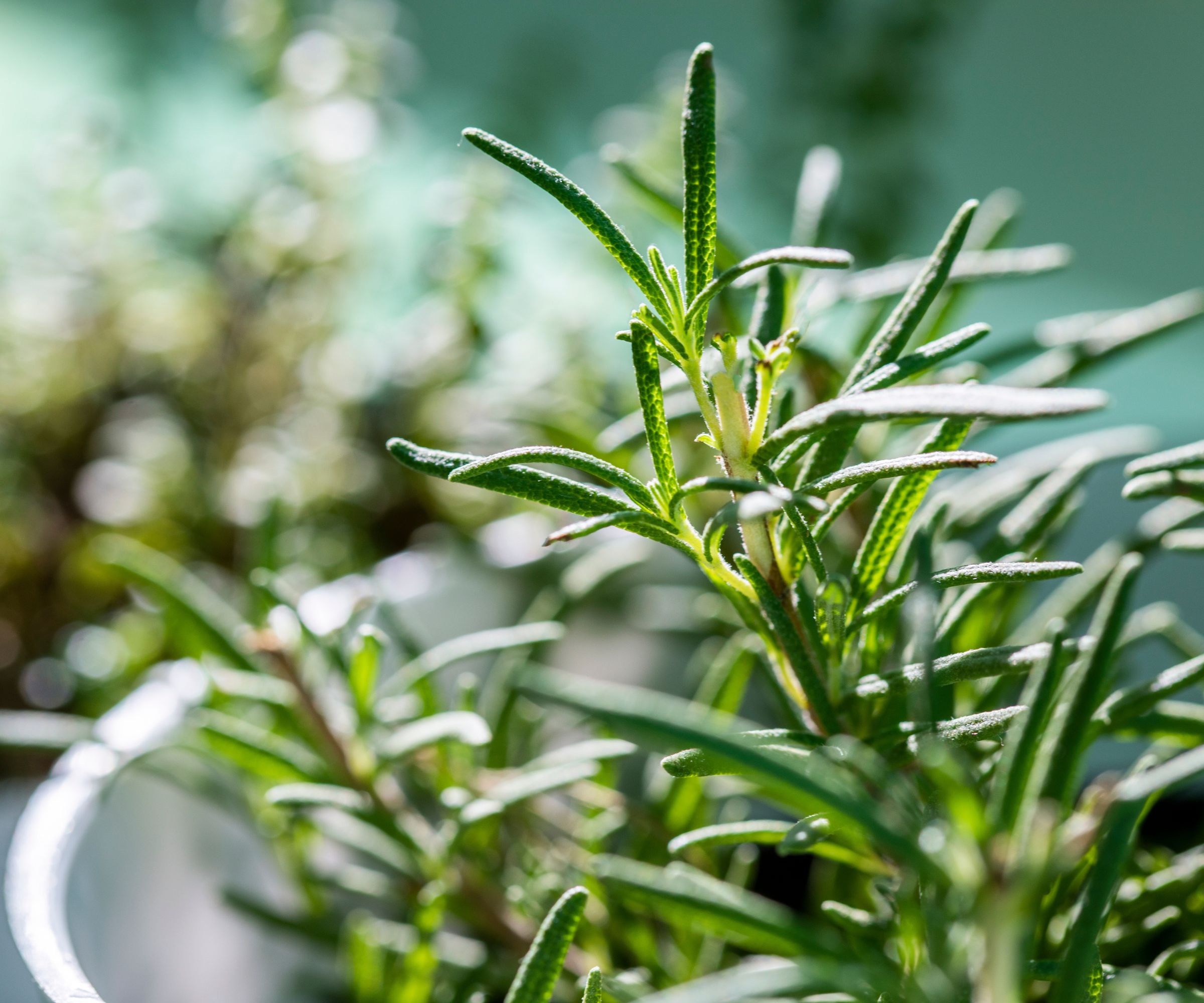 rosemary