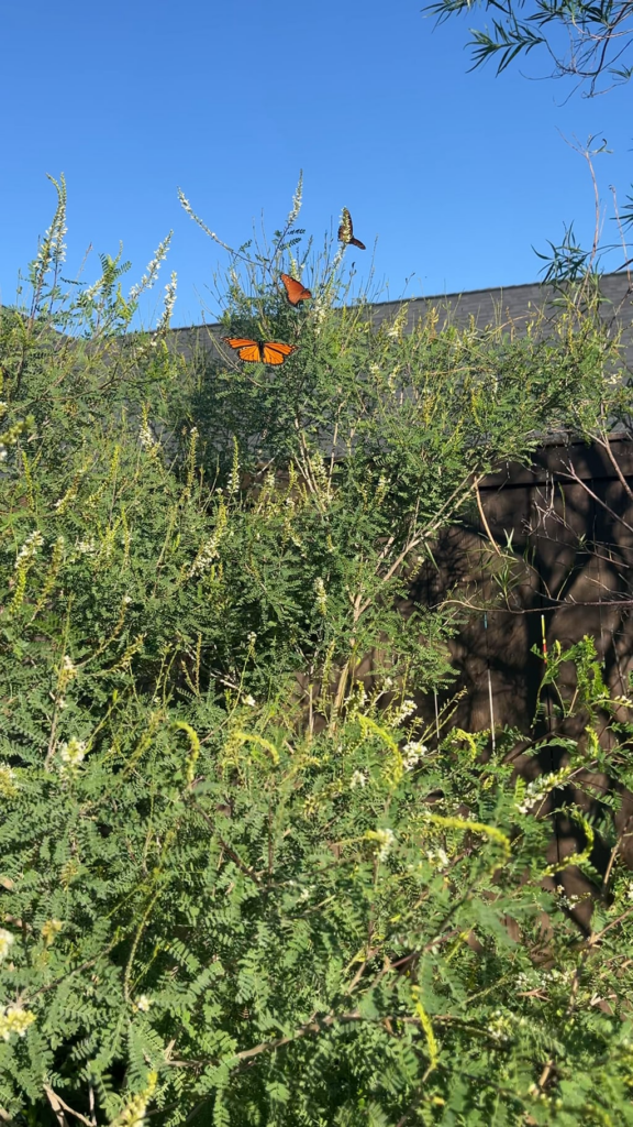 It’s hopping at the kidneywood today!