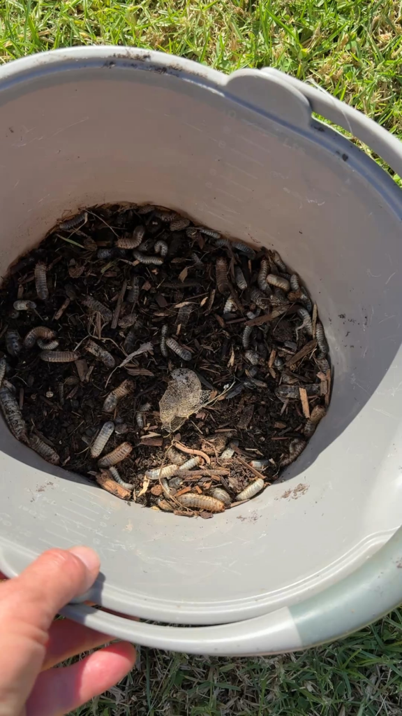 How to control grubs? How to control grubs?