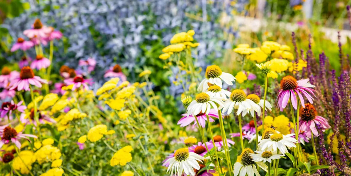 Stop making this autumn gardening mistake – let your perennials rot down instead
