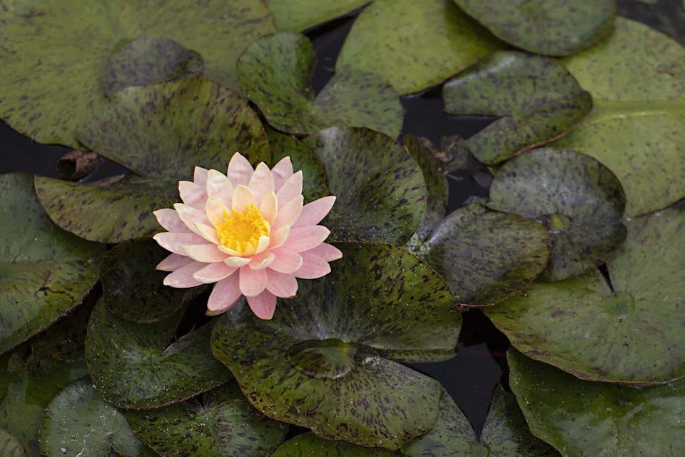 A pink and yellow water lily sits on green lily pads in Montecito, California, on July 15, 2019.