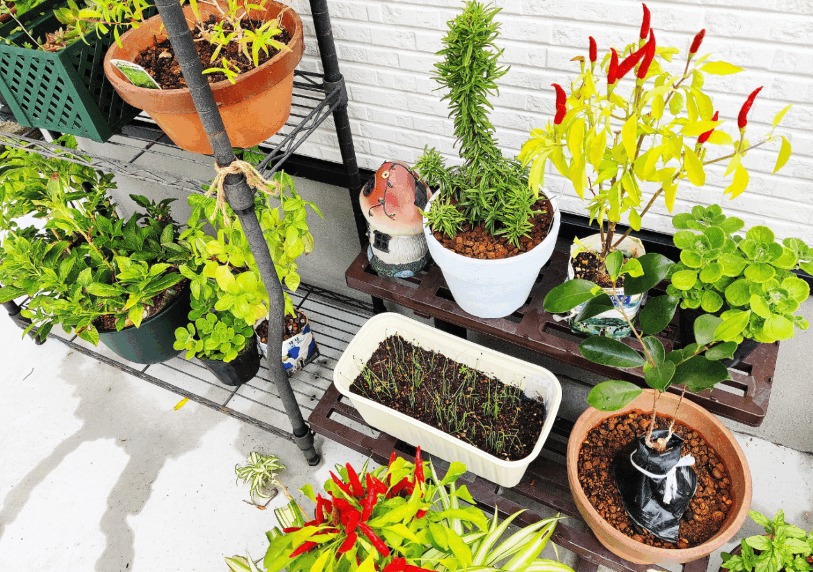 What to plant in October and the month’s tasks