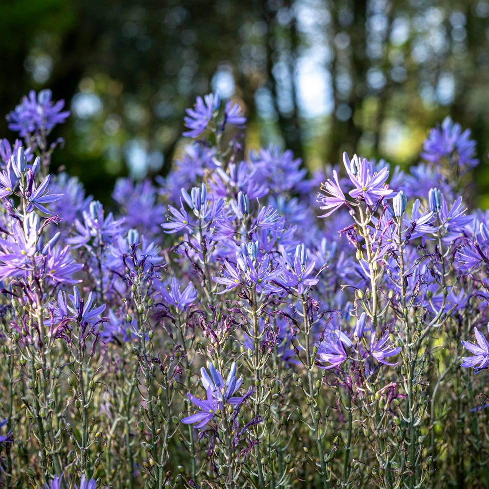 camassia leichtlinii in cottage garden in spring