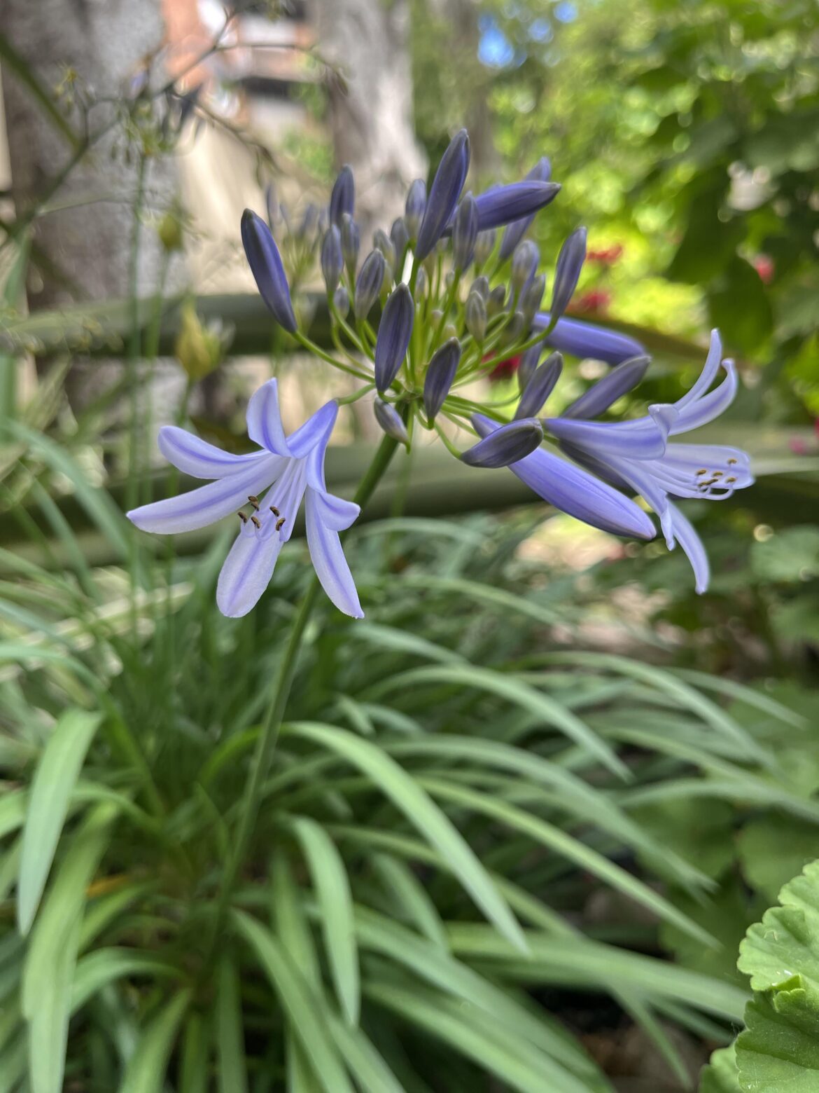 Where I work they have this beautiful plant! Does anyone know what it's called? I loved your flower!