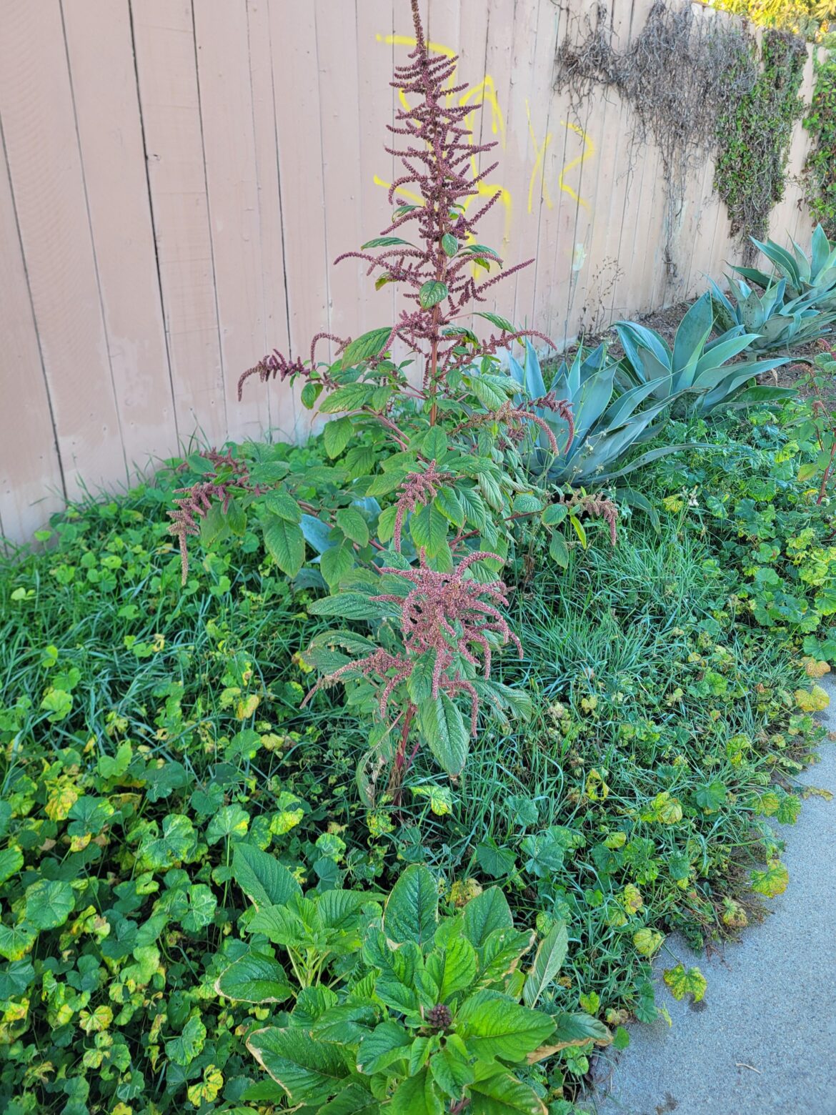 Southern California. Started growing across the street over a month ago.
