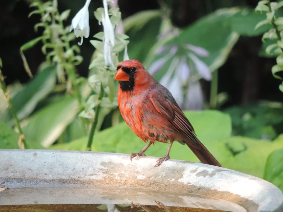 Male Northern Cardinal at the feeder.