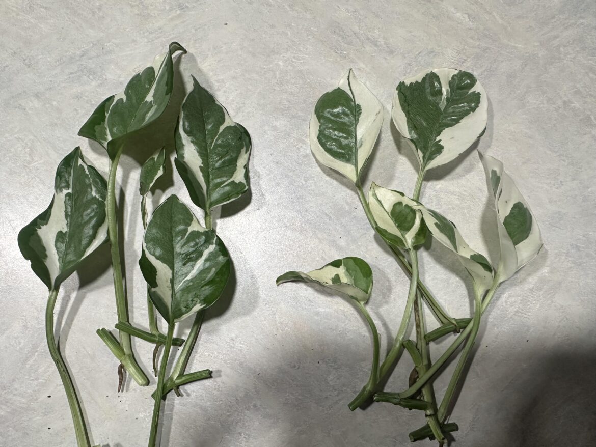 What type of pothos are these?