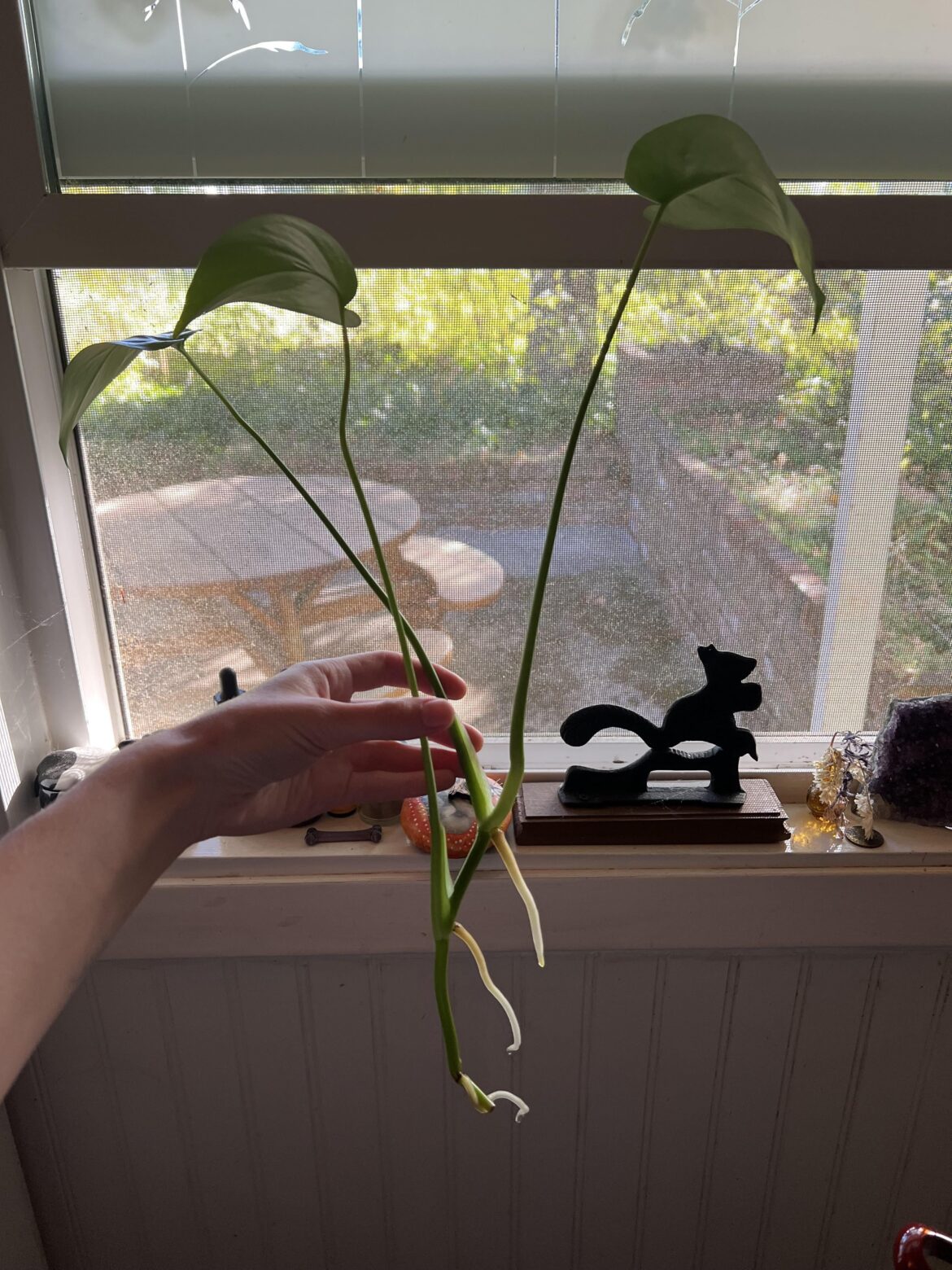 Is she ready to pot?