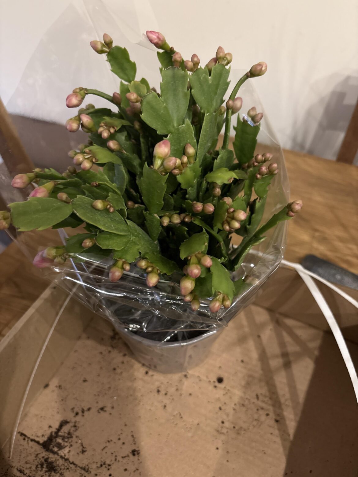 What is this plant?