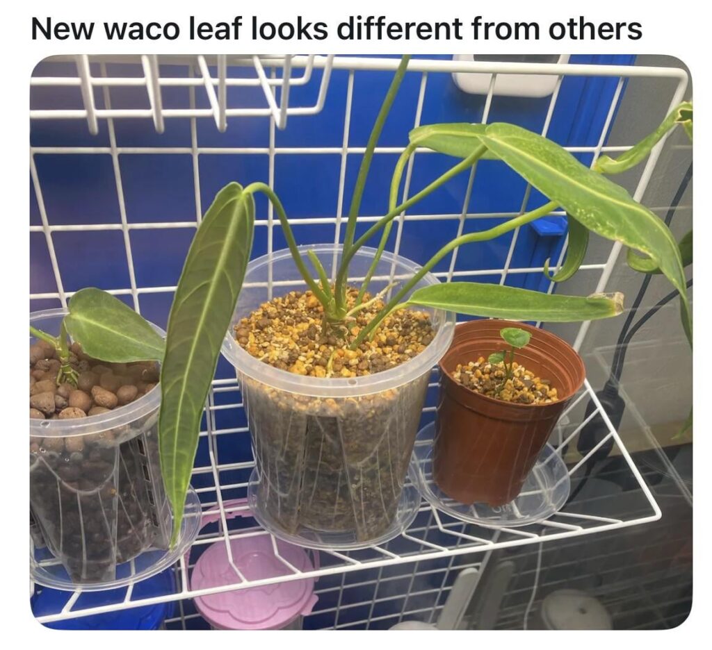 Seller review: Branch Davidians