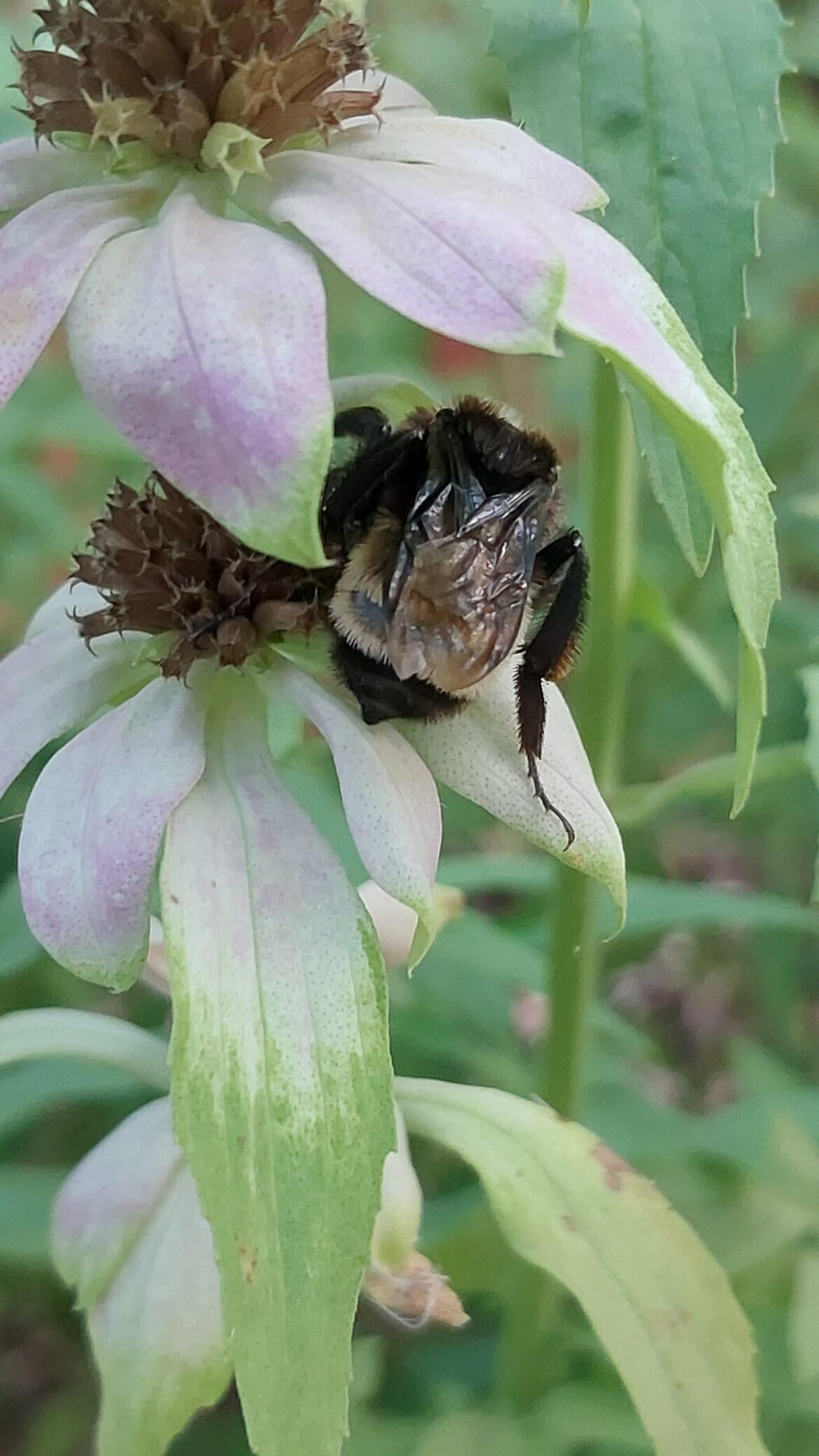A sleepy bumblebee resting on the aptly named Bee Balm