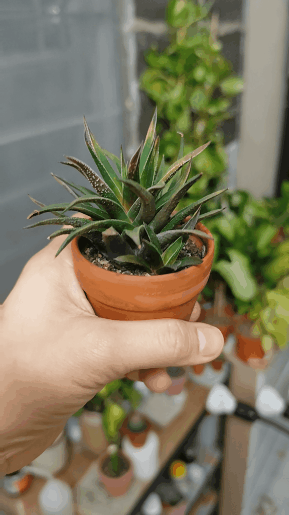 Does this mama haworthiopsis attenuata looks pot bound? She is not roots bound but I think she is pot bound. Should I give her a wide pot or a deep pot? She needs more space for 4. (more in comment below as body text isn’t allow) Does this mama haworthiopsis attenuata looks pot bound? She is not roots bound but I think she is pot bound. Should I give her a wide pot or a deep pot? She needs more space for 4. (more in comment below as body text isn't allow)