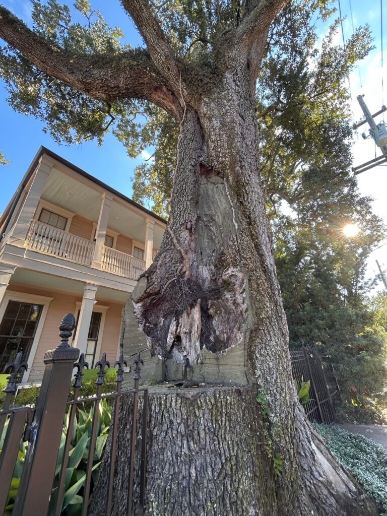 Seen in the garden district of NOLA, chances of survival?