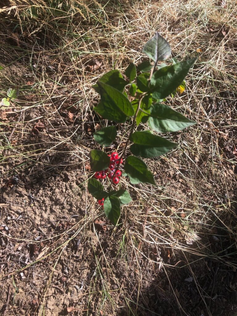 Not quite sure what these are, anyone know?