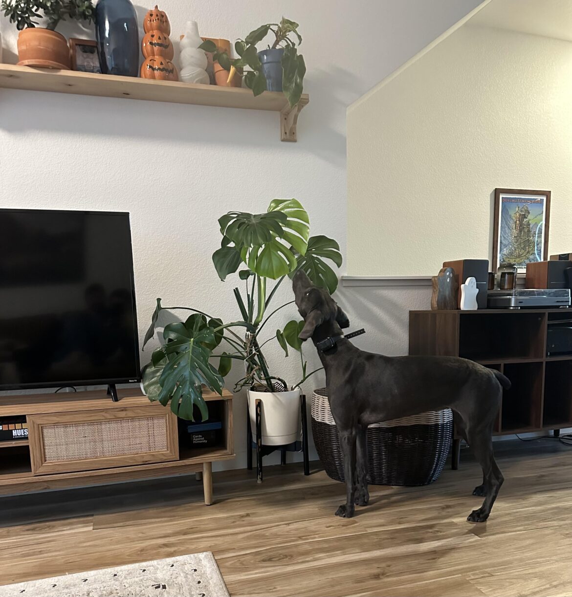 Our puppy investigating the new leaf