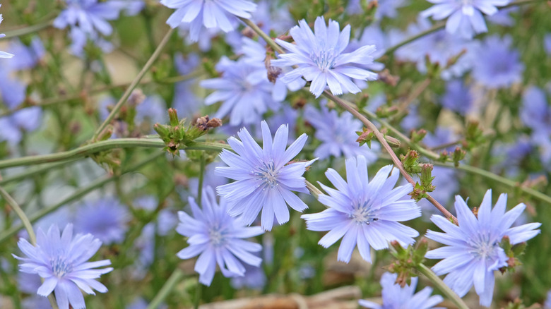 Pale blue chicory flowers blooming in garden