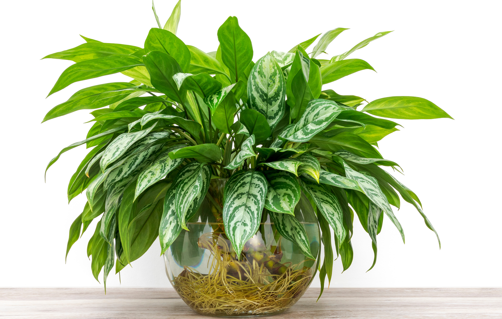 Chinese evergreen in water in a large glass vase