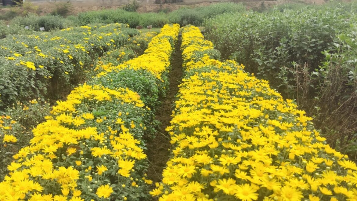 Tulips in spring, chrysanthemums to keep Kashmir’s autumn tourism in full bloom | India News Kashmir tourism, Kashmir autumn tourism, Kashmir, Kashmir University of Agricultural Sciences and Technology, Valley of colours, Valley of flowers, Indian express news, current affairs