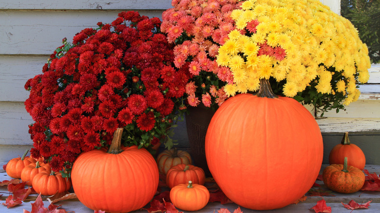 red, yellow, and orange chrysanthemums with pumpkins