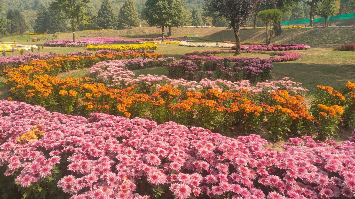 ‘This is beyond my imagination’: Kashmir’s first chrysanthemum garden is now in full bloom | India News Kashmir chrysanthemum garden, chrysanthemum garden, Bagh-e-Gul Dawood, Kashmir’s first exclusive chrysanthemum garden, Indian express news, current affairs