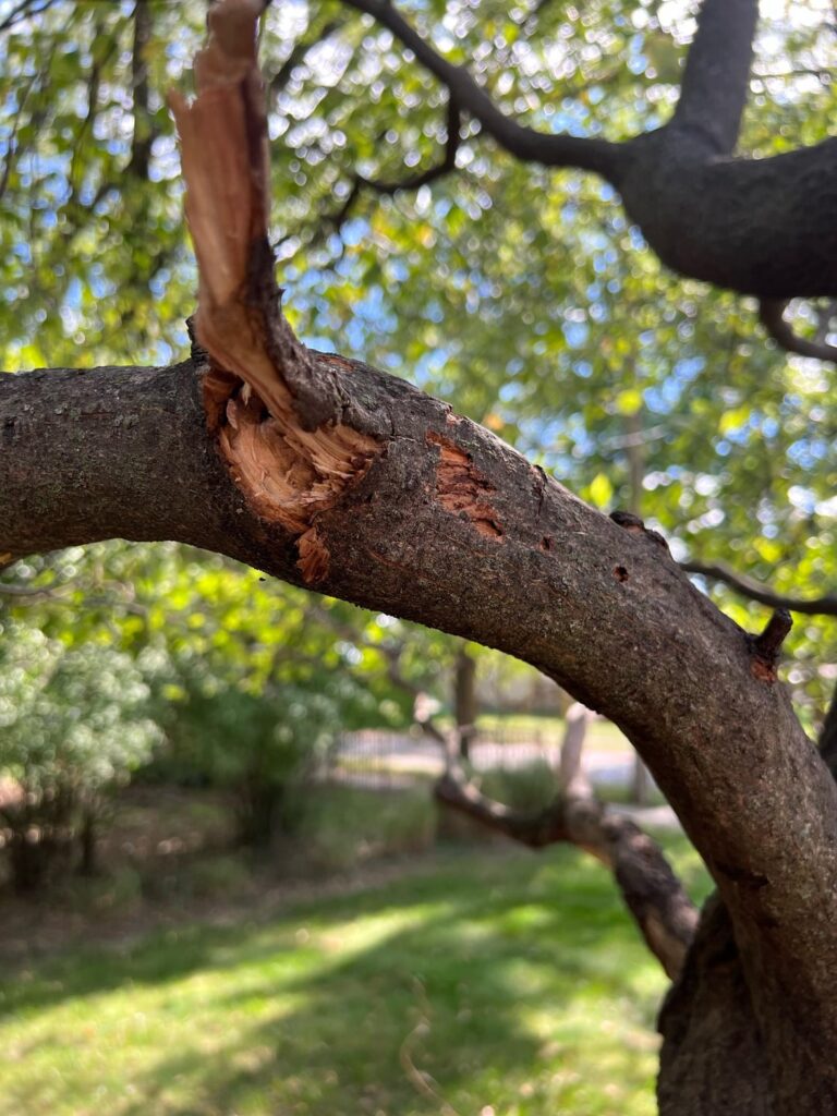 Something eating my mature dogwood