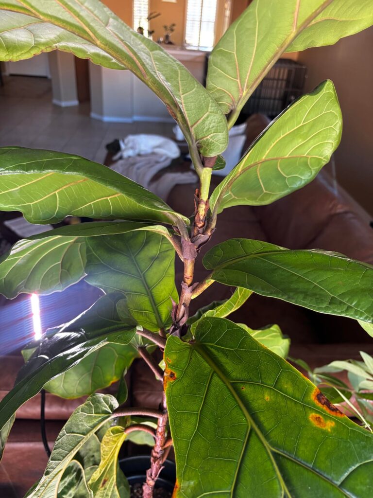 Suggestions to fill out my fiddle leaf fig! Suggestions to fill out my fiddle leaf fig!
