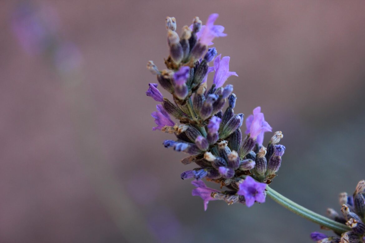 Do you like lavender?