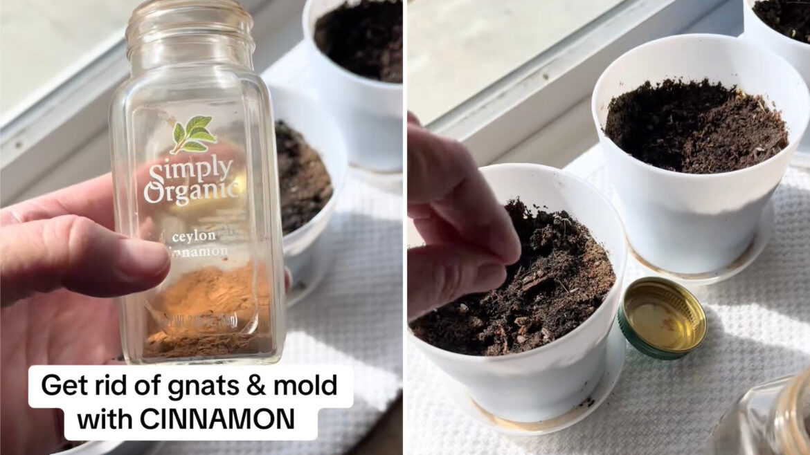 Gardener shares clever trick to keep indoor plants pest-free: ‘It’s working’ One TikToker shared a brilliant hack for ridding plants of gnats and mold, involving just one simple ingredient: cinnamon.
