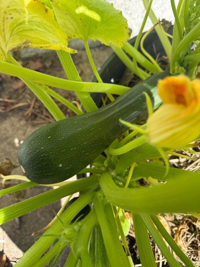 October zucchini