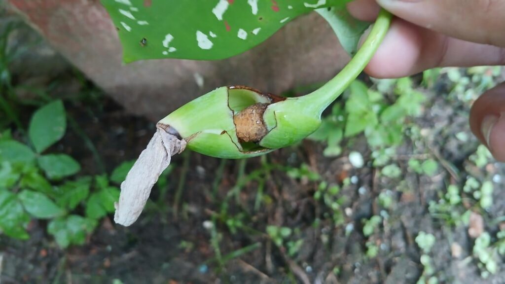Was my caladium pollination a success?