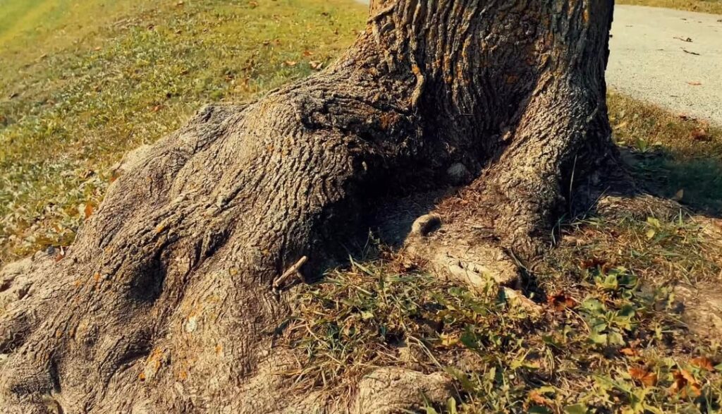 You want some root flair, kiddo. I got the best. This one’s on the house.