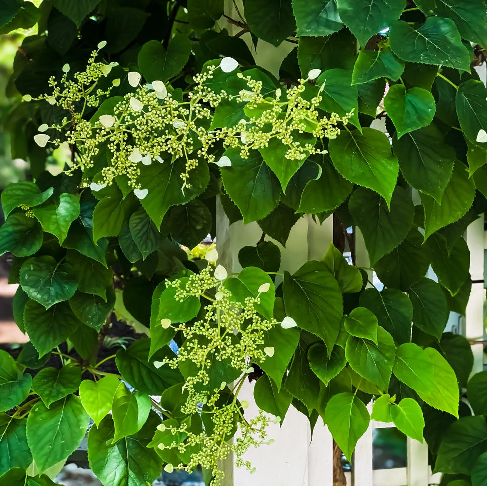classic architectural archway trellis covered in climbing hydrangea plant