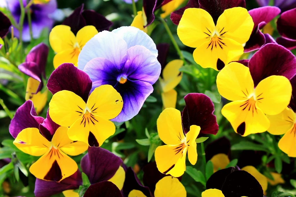 pansies blooming in garden