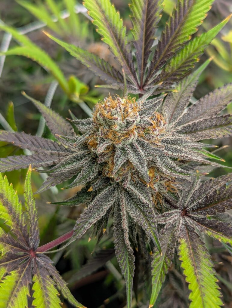 🥶 Iced Sangria 🥶 Iced Sangria