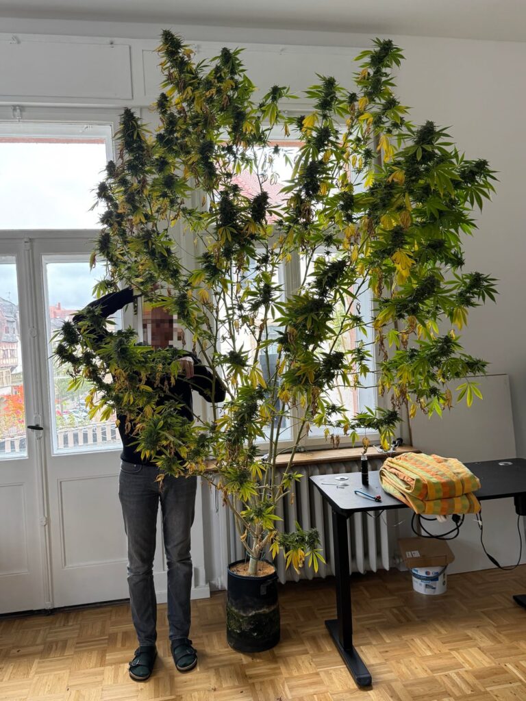 Balcony hydro grow Balcony hydro grow