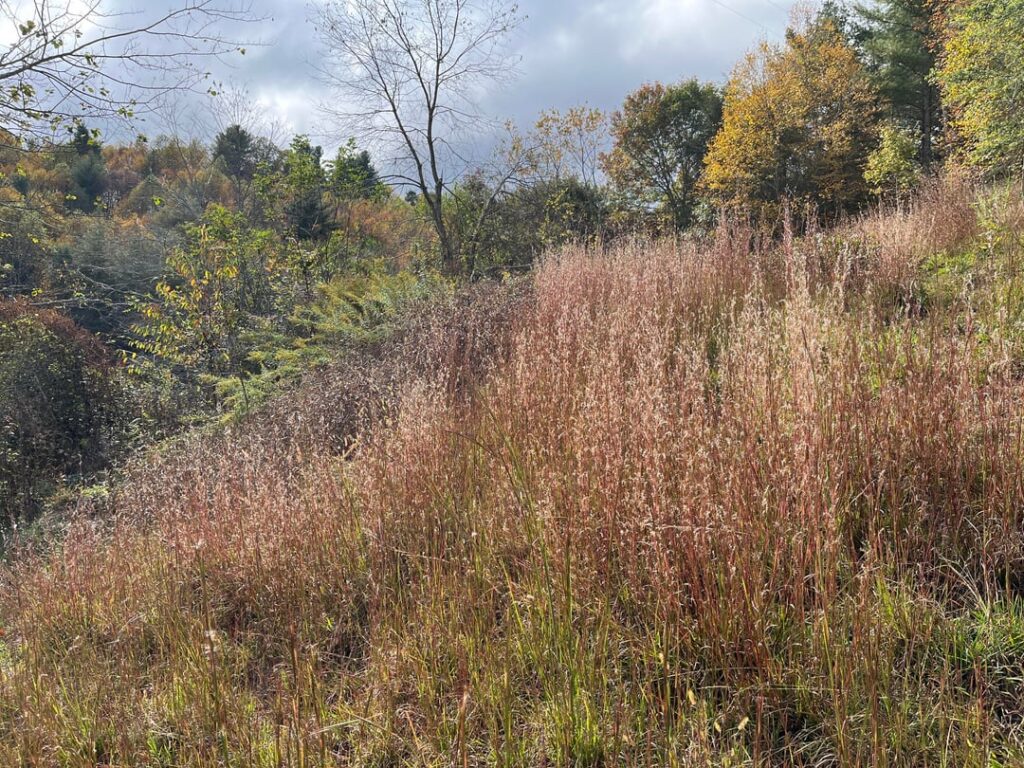 Broomsedge appreciation post Broomsedge appreciation post