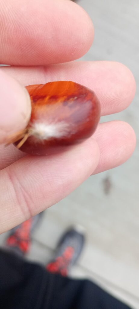 Chestnut like tree near my college