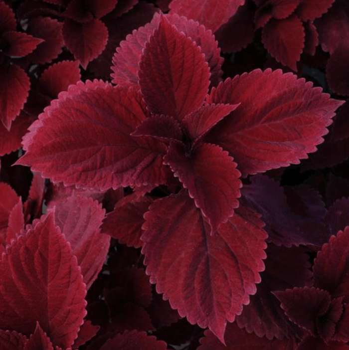 Coleus Redhead