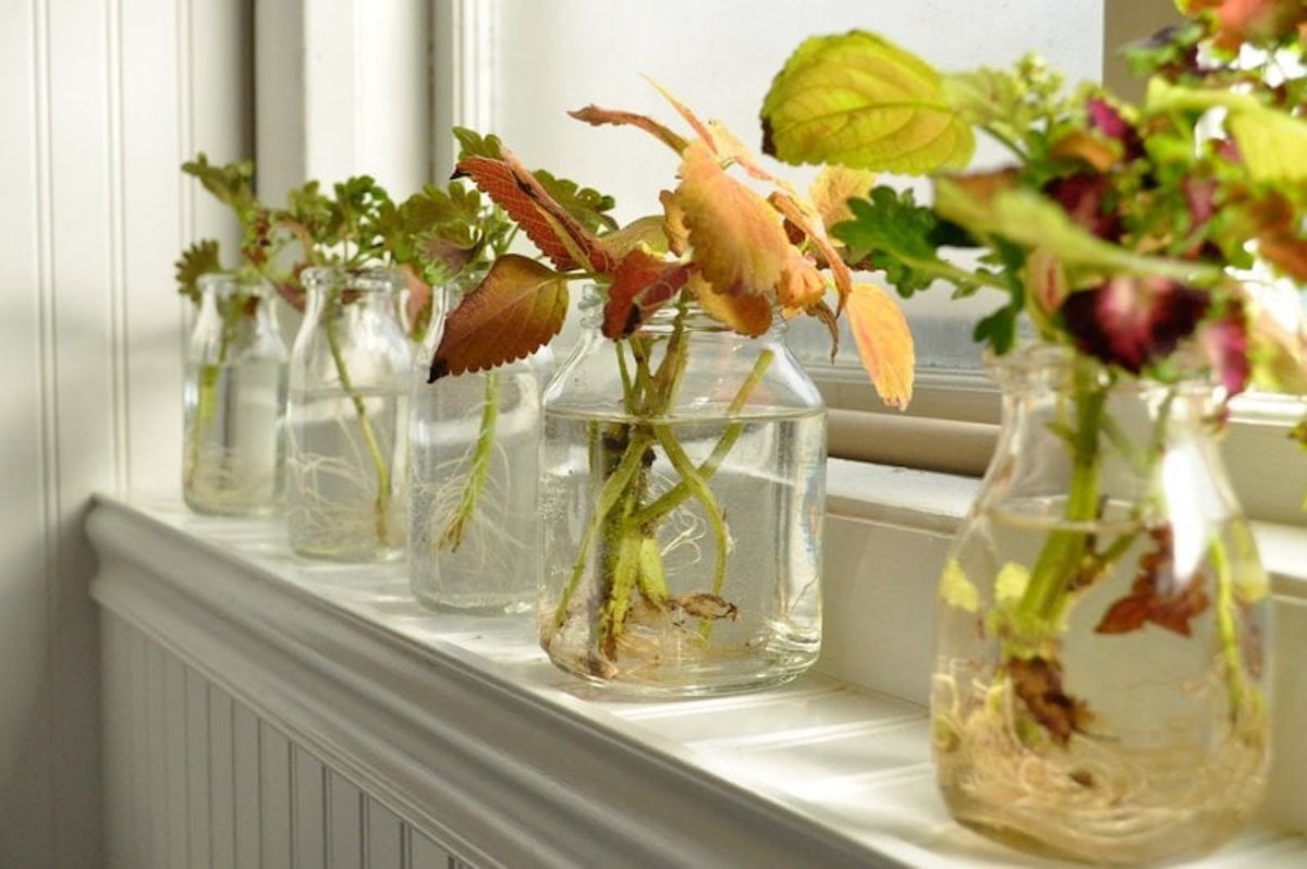 different varieties of coleus growing in water