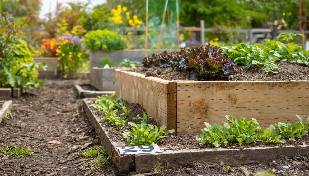 Residents celebrate game-changing project to combat rising grocery prices: ‘Little light-bulb moments’ Shenandoah Community Garden, a 24-hour community garden in Page County, Virginia, is stepping in to support its local citizens.