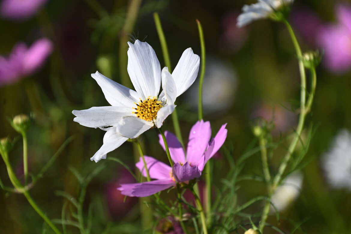Cosmos garden puts on a show Cosmos garden puts on a show