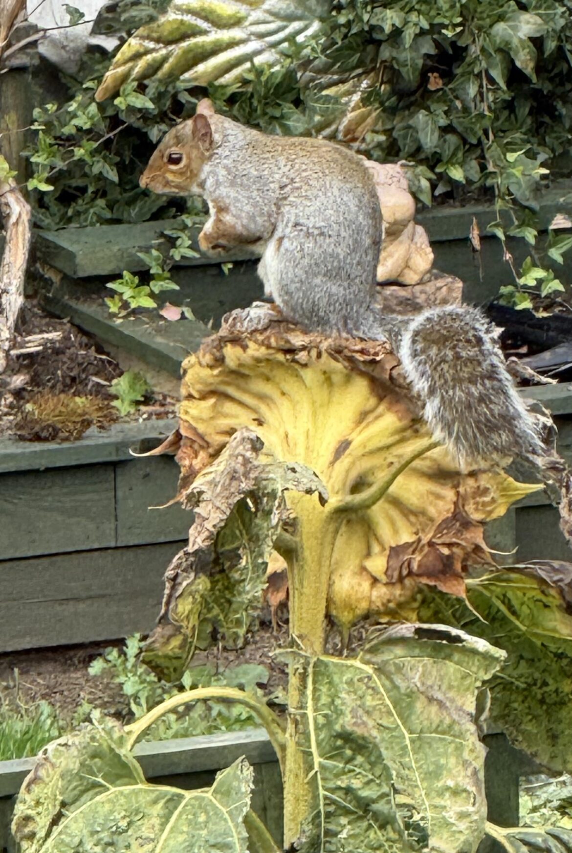 Think my sunflower days are almost over