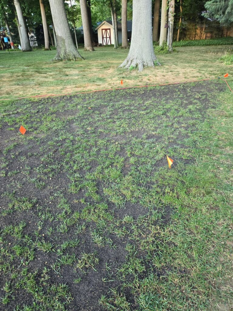 5 weeks over seed 5 weeks over seed