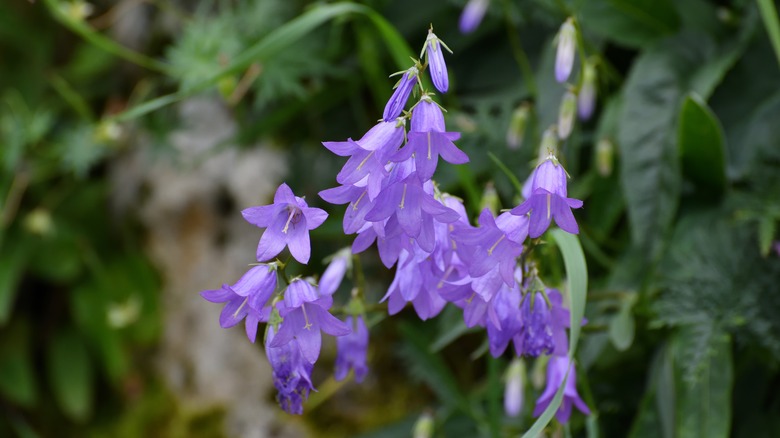Bluish-purple flowers of creeping bellflower